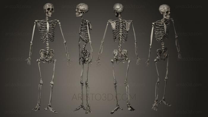 Anatomy of skeletons and skulls (ANTM_0041) 3D model for CNC machine